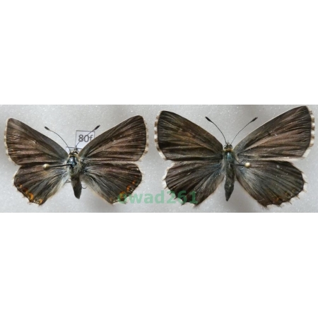 Polyommatus coridon (Poda, 1761) 2xfemale Poland80f